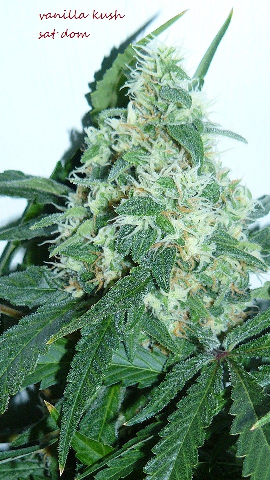drobes 25 10 21 018