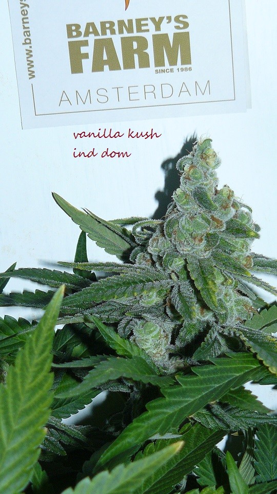 drobes 25 10 21 020