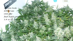 drobes 25 10 21 023