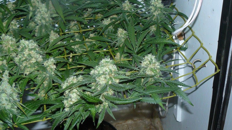 drobes 25 10 21 026