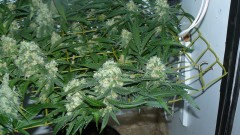 drobes 25 10 21 026