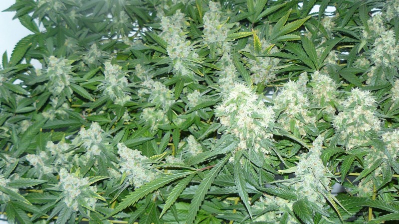 drobes 25 10 21 028