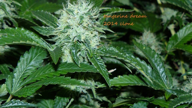 drobes 25 10 21 040