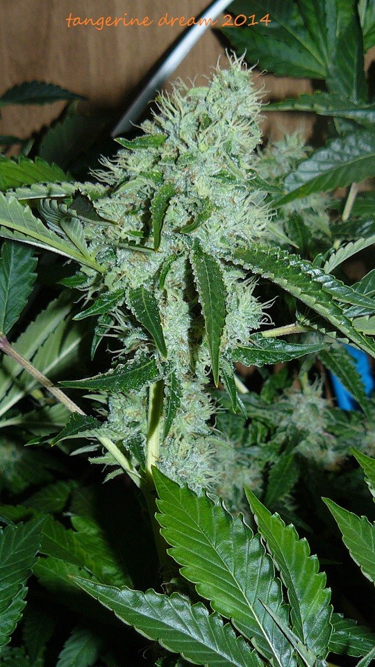 drobes 25 10 21 044