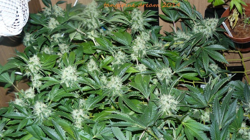 drobes 25 10 21 046