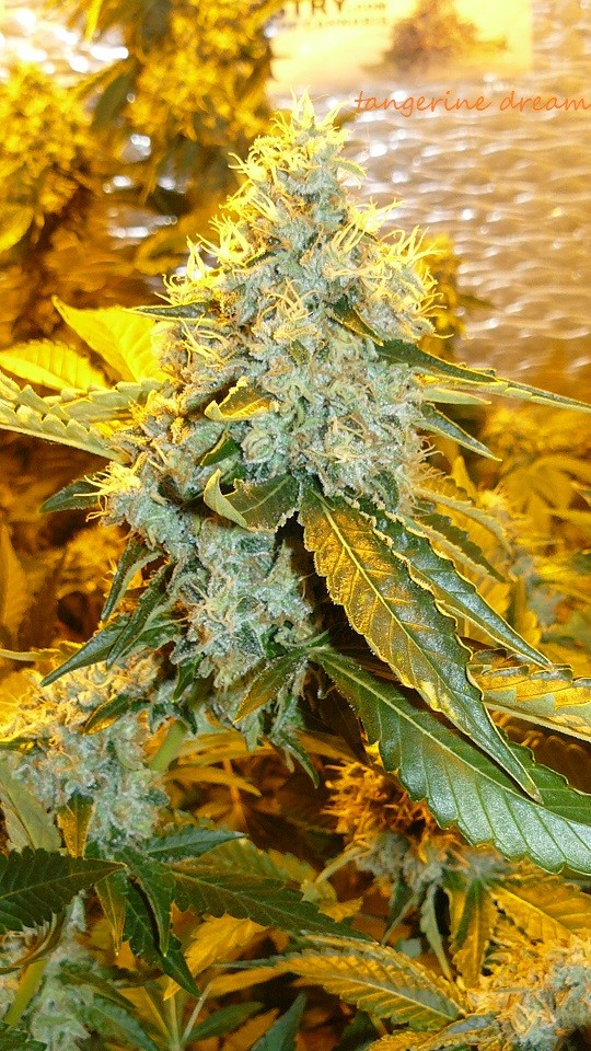 drobes 25 10 21 051