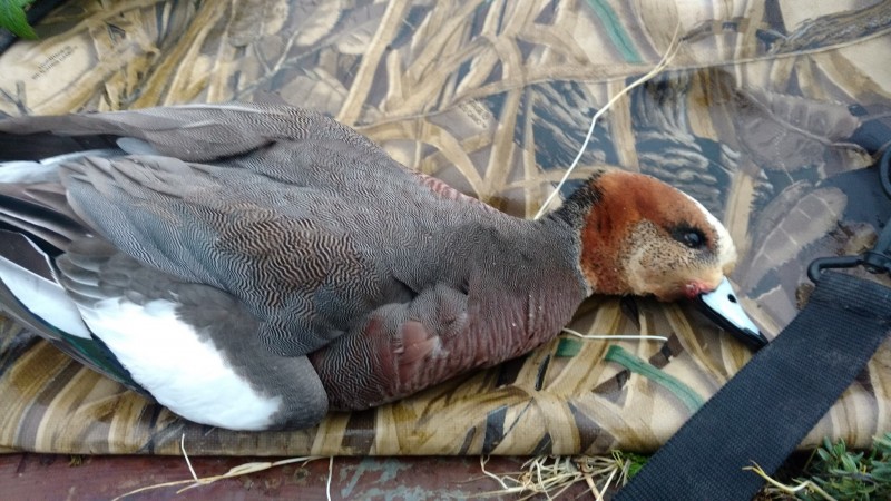 Hydrid American and Eurasian Widgeon