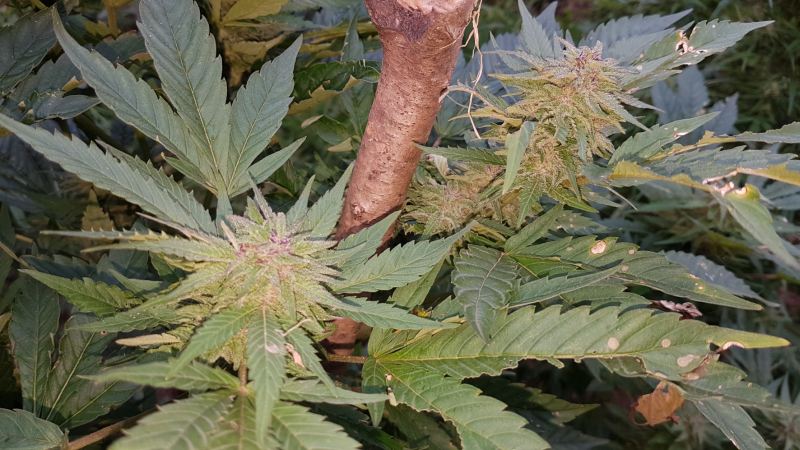 Fruity Chronic Buds