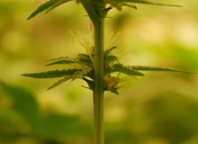 P1010635