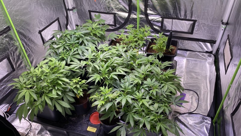 Multi strain update
