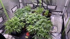 Multi strain update