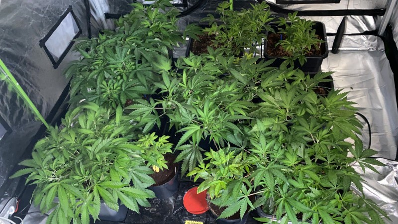 Multi strain update