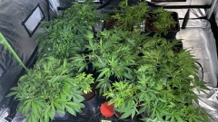 Multi strain update