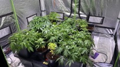 Multi strain update