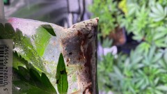 Multi strain update