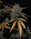 PurpMoonRockz 63 days fl 01.11 (6) (802x1024)