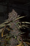 PurpMoonRockz 63 days fl 01.11 (15) (681x1024)