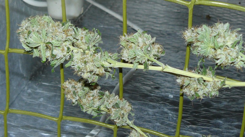 drobes 020