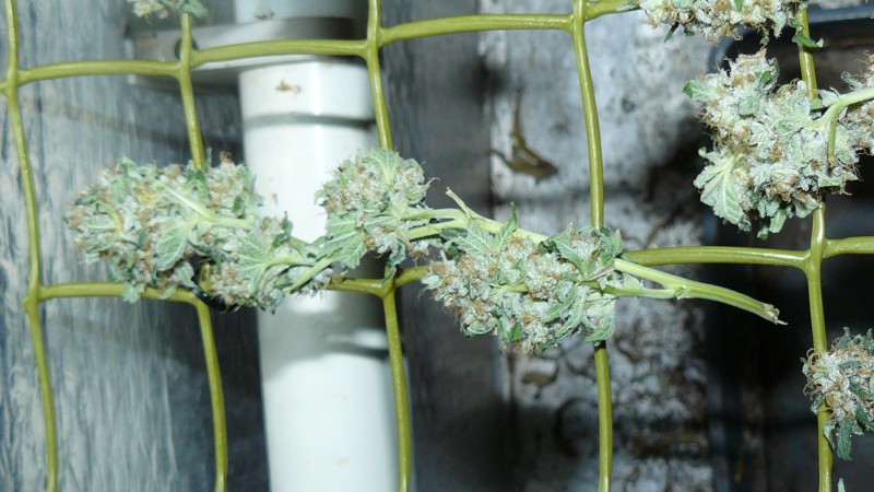 drobes 021