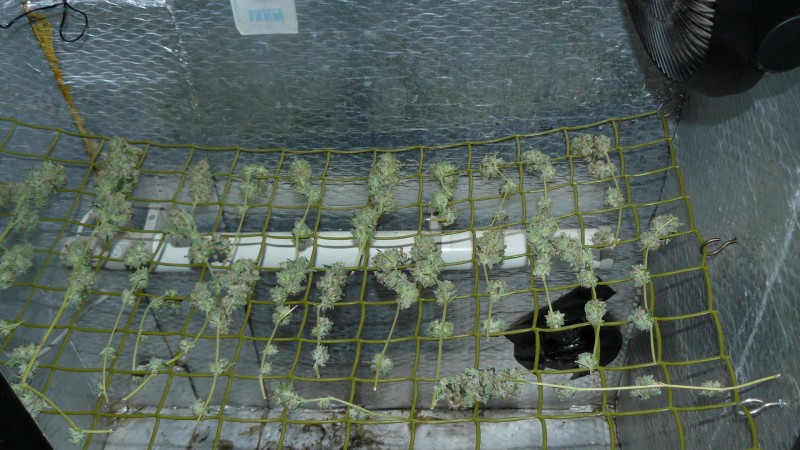 drobes 024