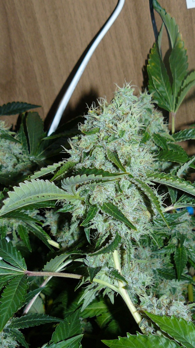 drobes 029