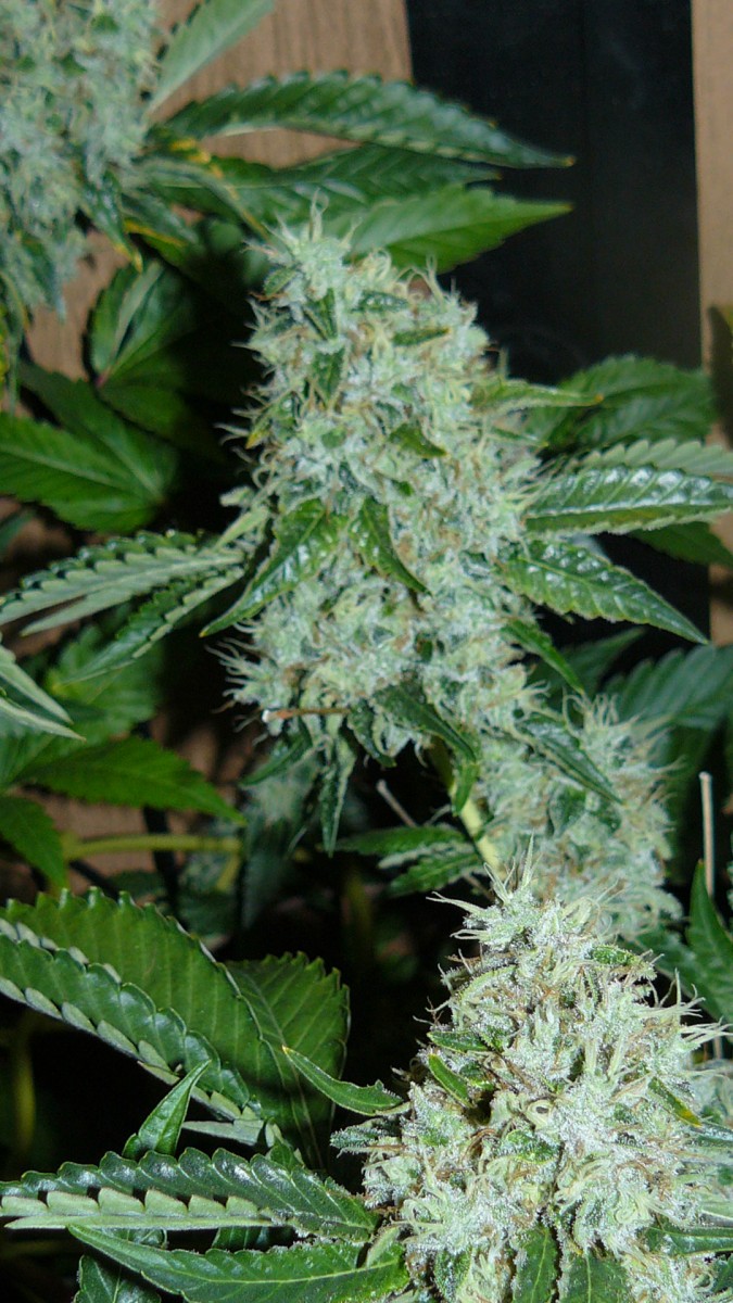 drobes 032
