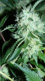 drobes 033