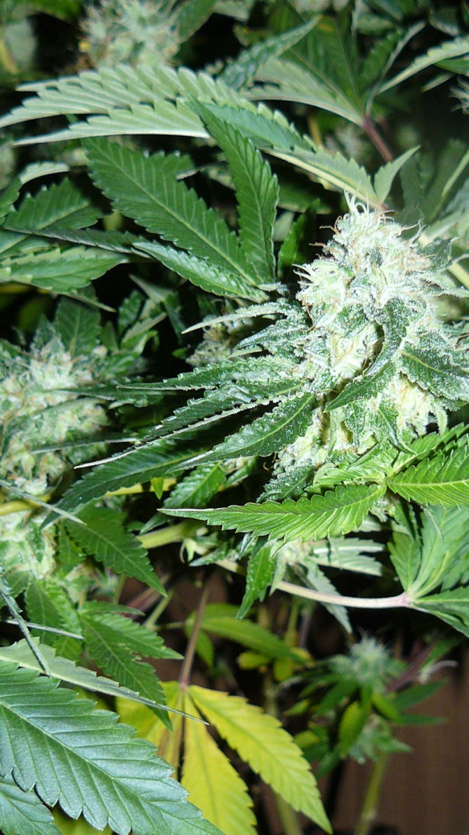 drobes 035