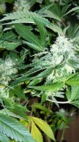 drobes 035