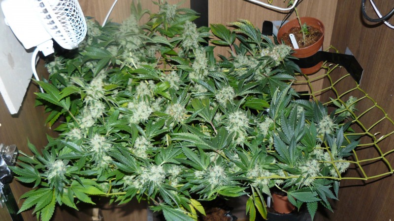drobes 036