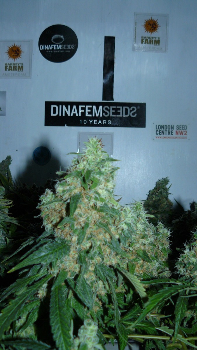 drobes 037
