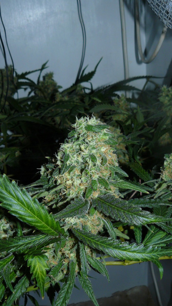 drobes 039