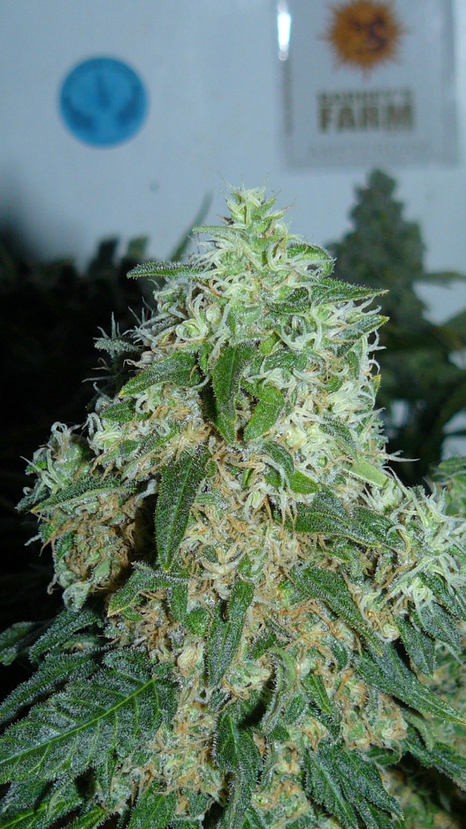 drobes 041