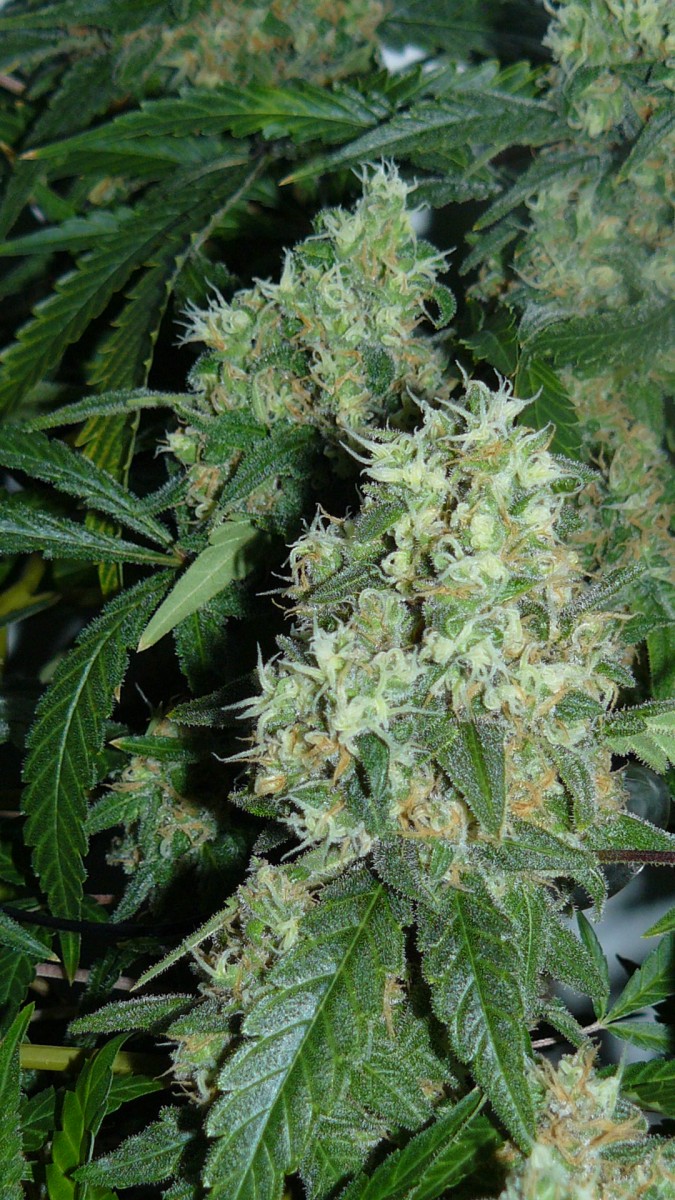 drobes 042
