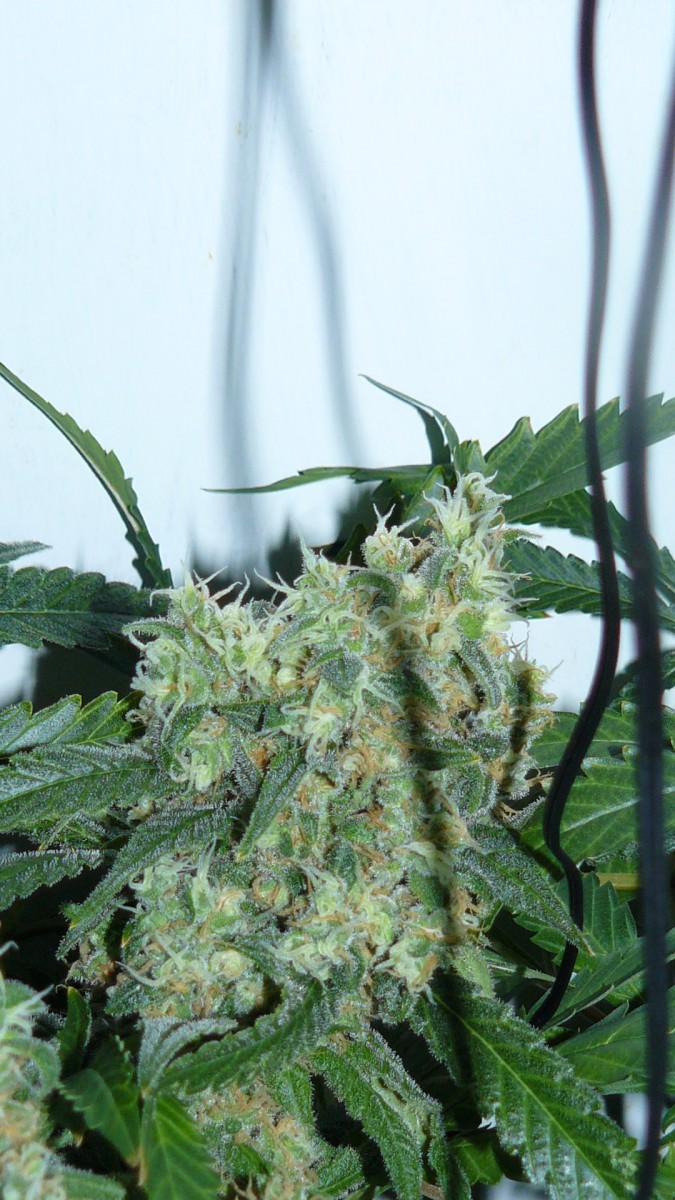 drobes 043
