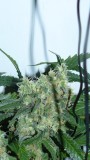 drobes 043