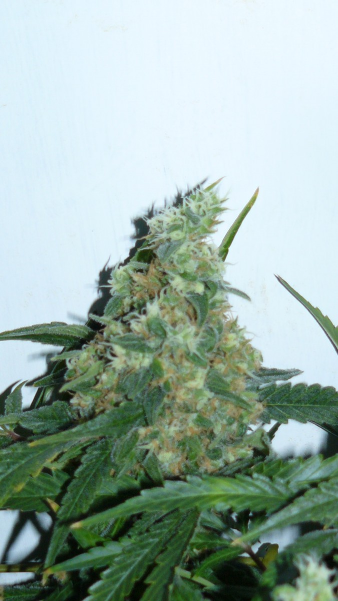 drobes 044