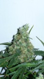 drobes 044