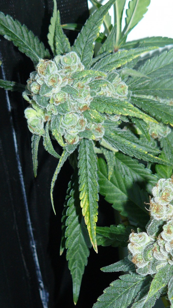 drobes 050