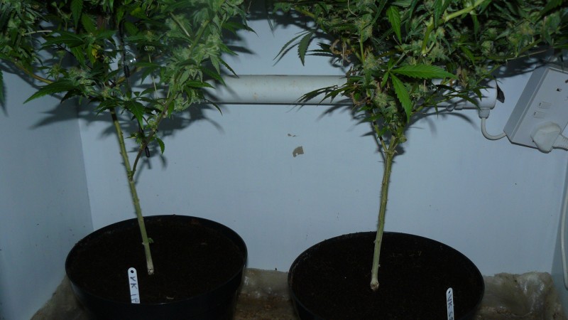 drobes 055
