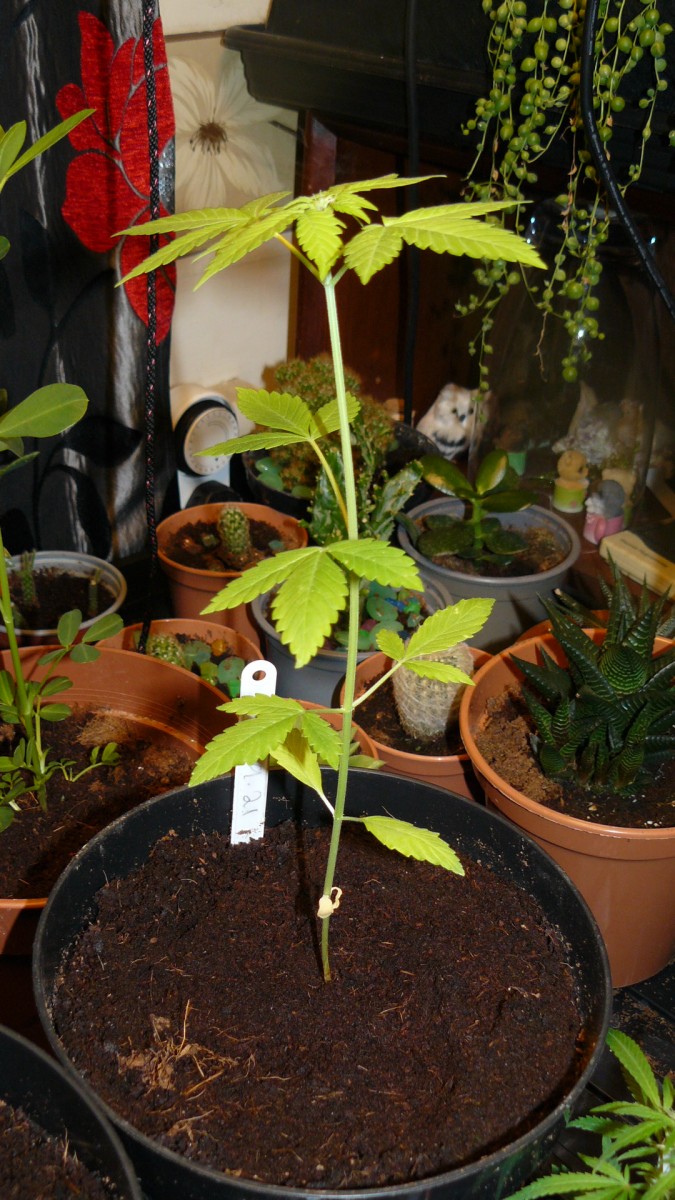 drobes 065