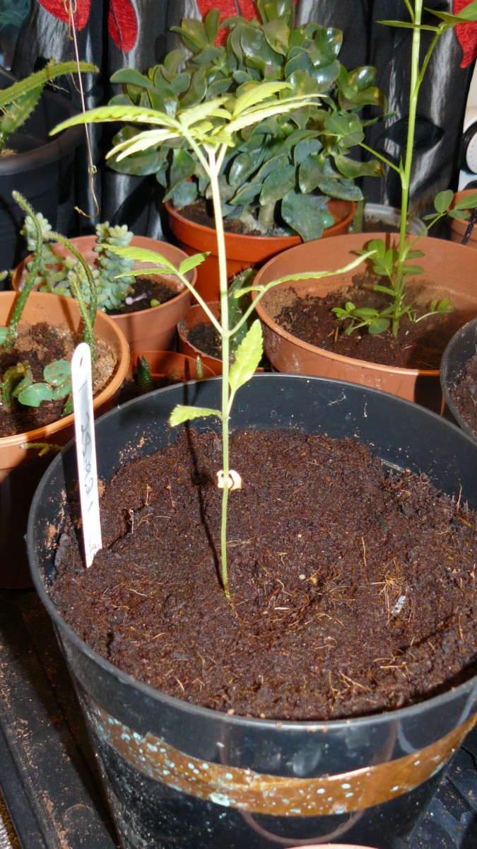 drobes 066