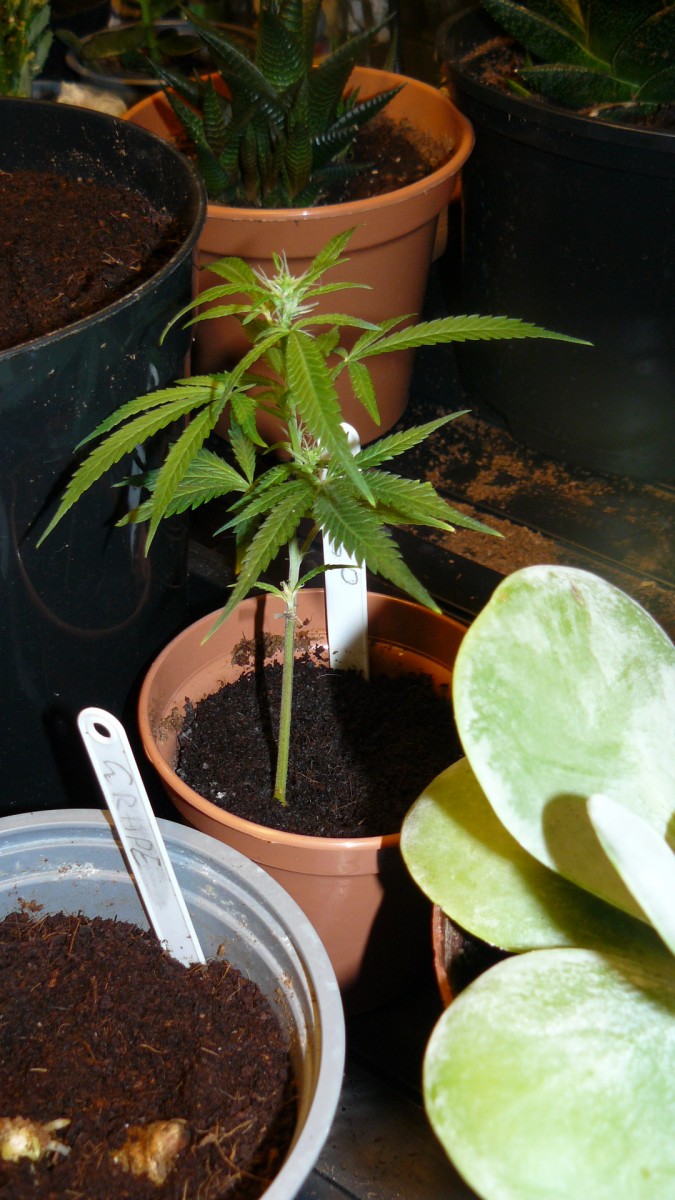 drobes 067