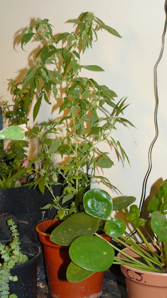 drobes 068