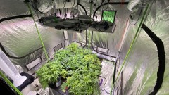 Multi Strain Update