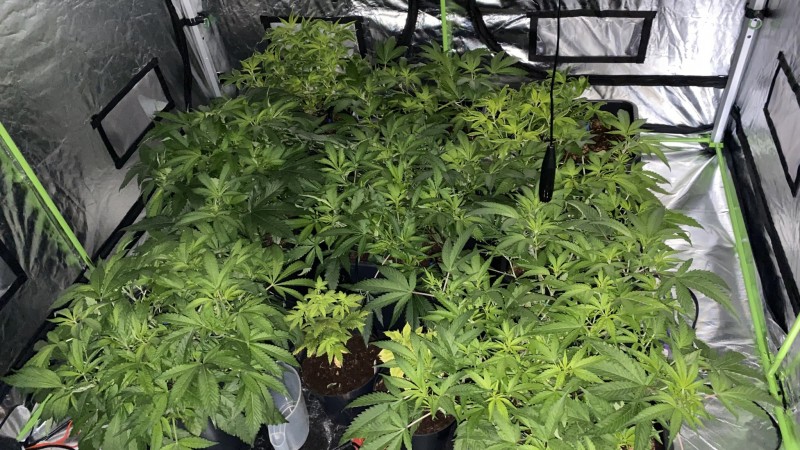 Multi Strain Update