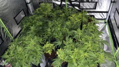 Multi Strain Update