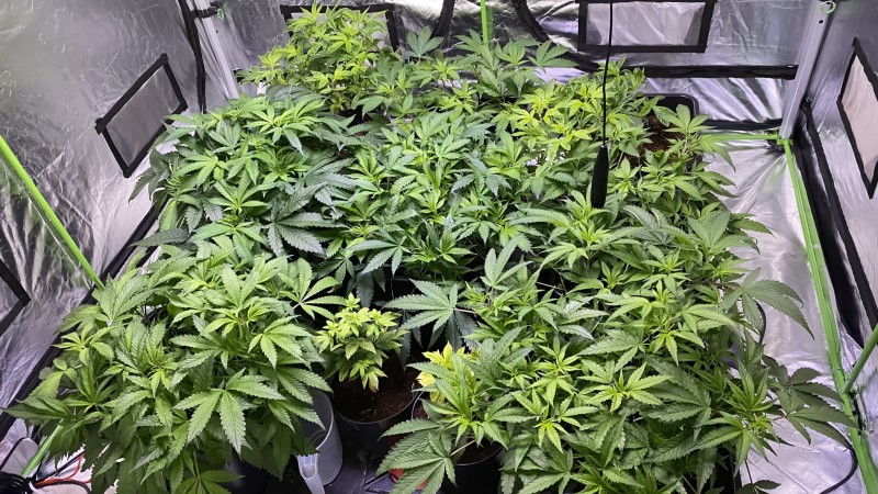 Multi Strain Update