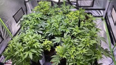 Multi Strain Update