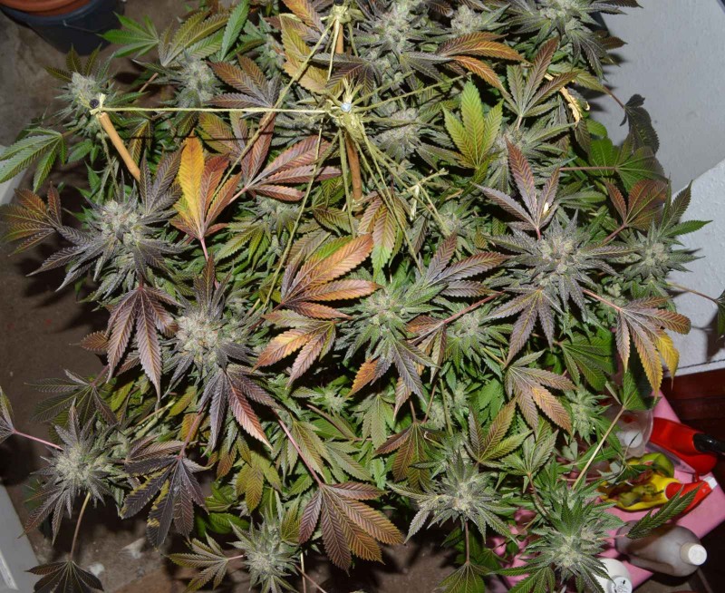 Gorilla or Dinamed 10-5 50 days flower (20)